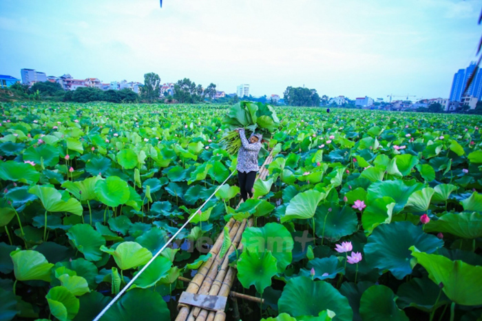 Đầm Sen Hồ Tây